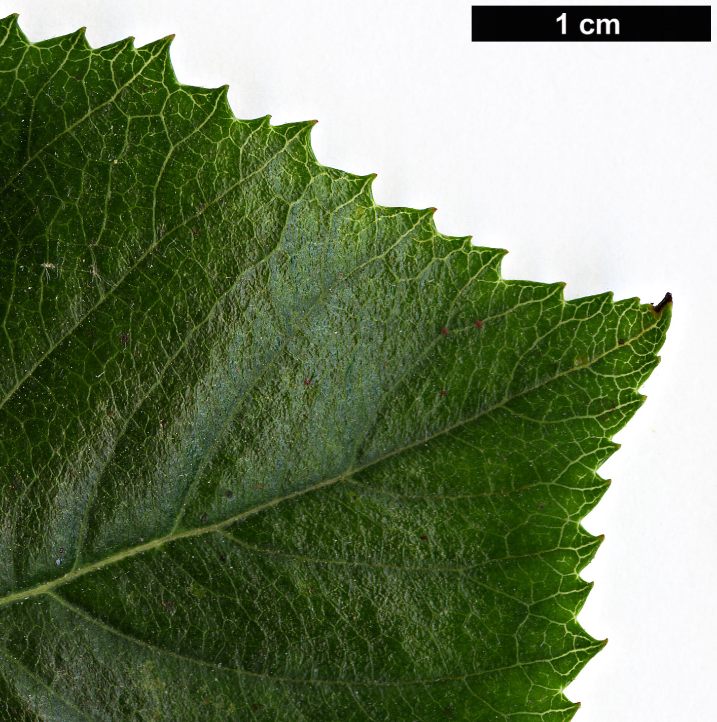 High resolution image: Family: Rosaceae - Genus: Crataegus - Taxon: ×simulata (C.calpodendron × C. crus-gallii)